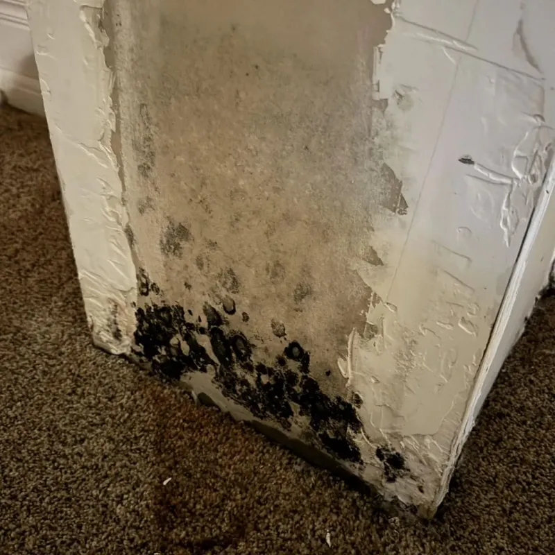 Professional Mold Removal in Flowood, MS